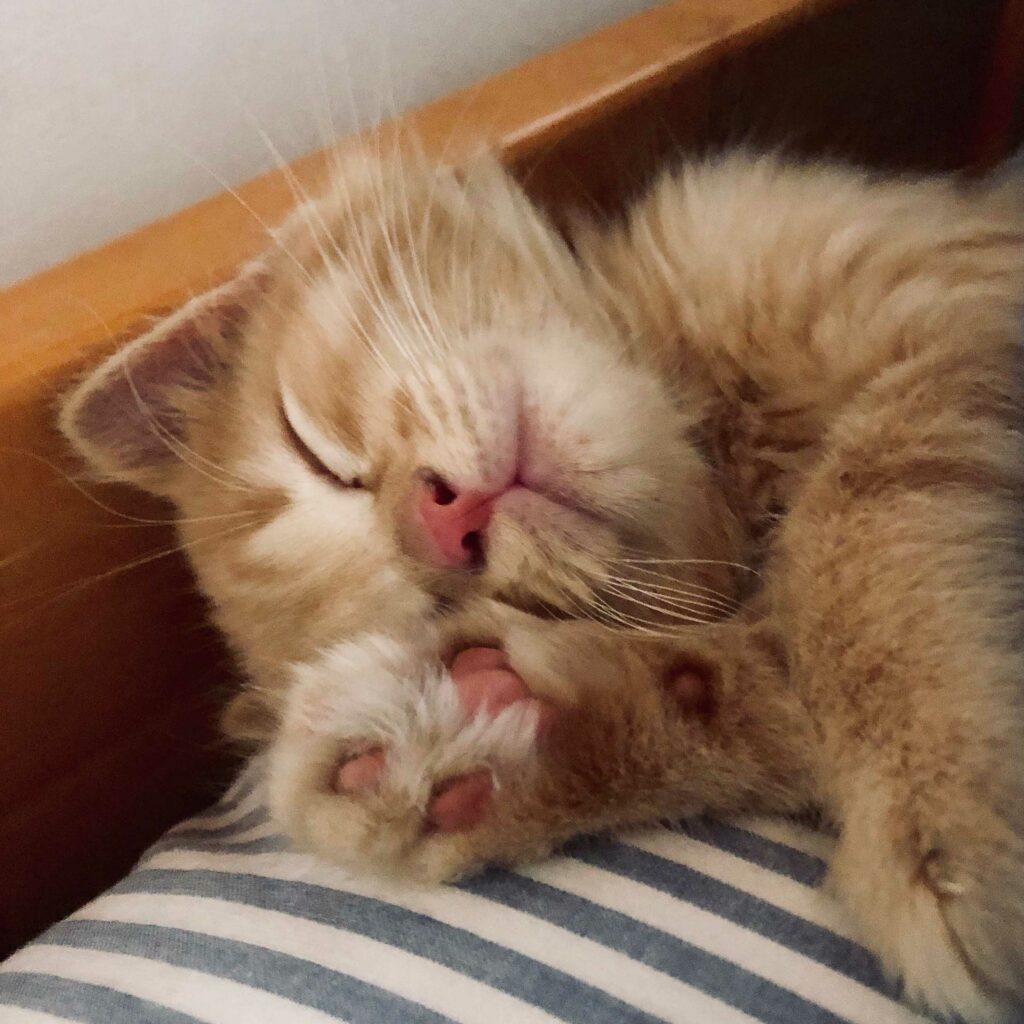 Gato Mani dormido